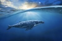 Crypto Whales Scoop Up $3.6 Million in PUMP