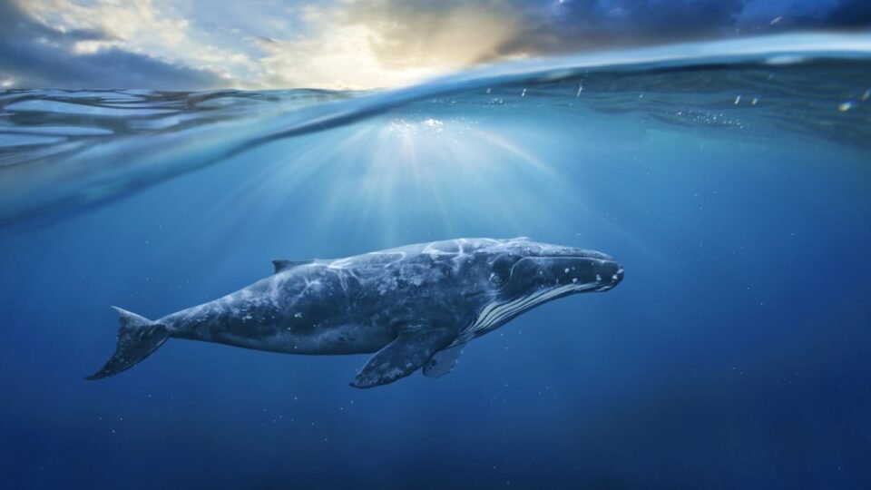 Crypto Whales Scoop Up $3.6 Million in PUMP