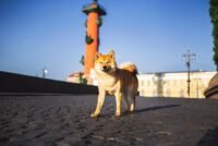 Shiba Inu (SHIB) Goes Live on Solana
