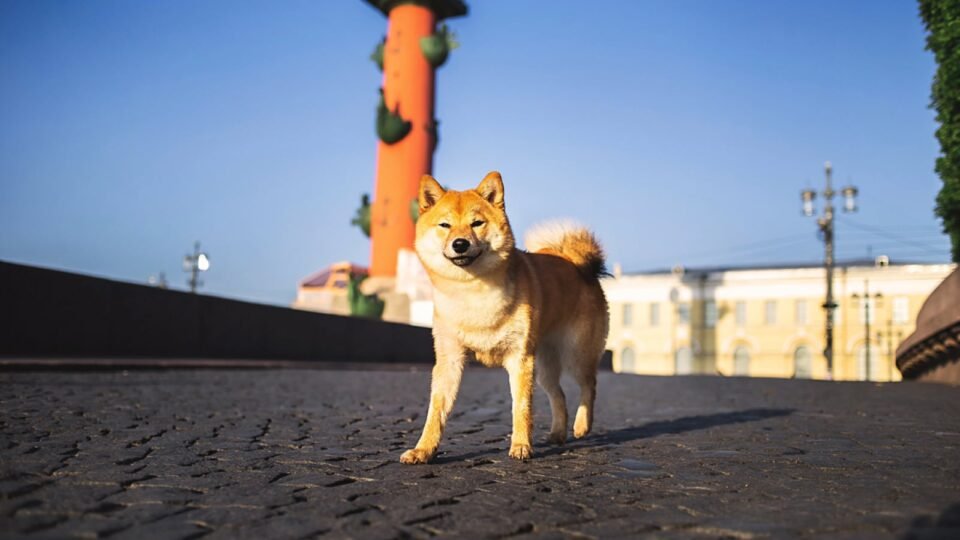 Shiba Inu (SHIB) Goes Live on Solana